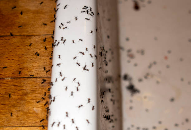 Best Cockroach Control Services  in Englishtown, NJ